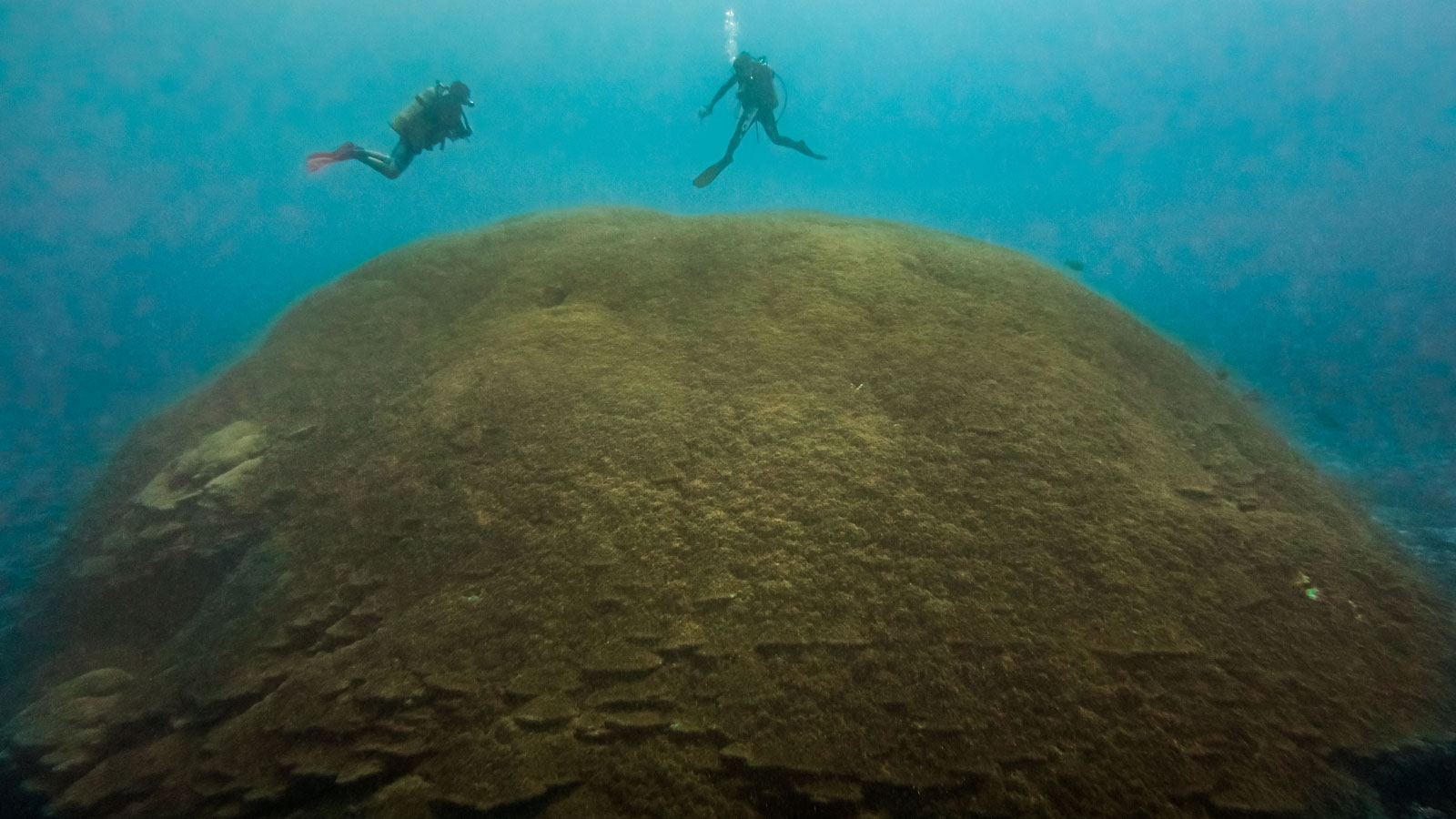 the massive Porites recently discovered