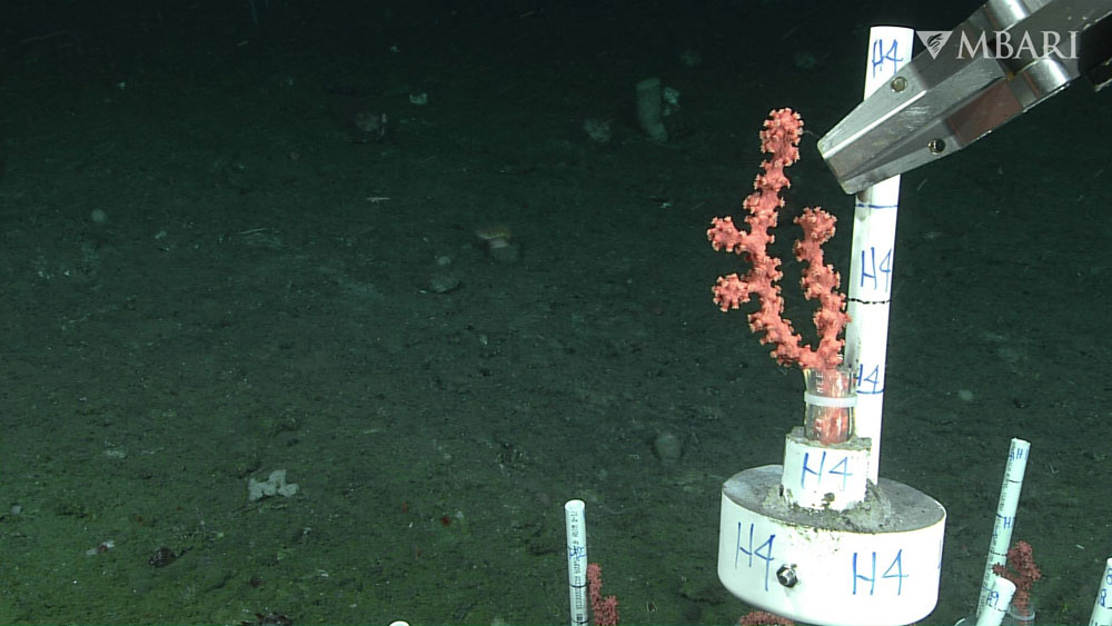 a pink branching coral being held by the manipulator arm of a remotely operated vehicle deep in the ocean