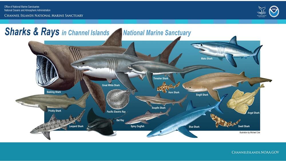 Screenshot of Sharks and Rays of the Channel Islands Poster.