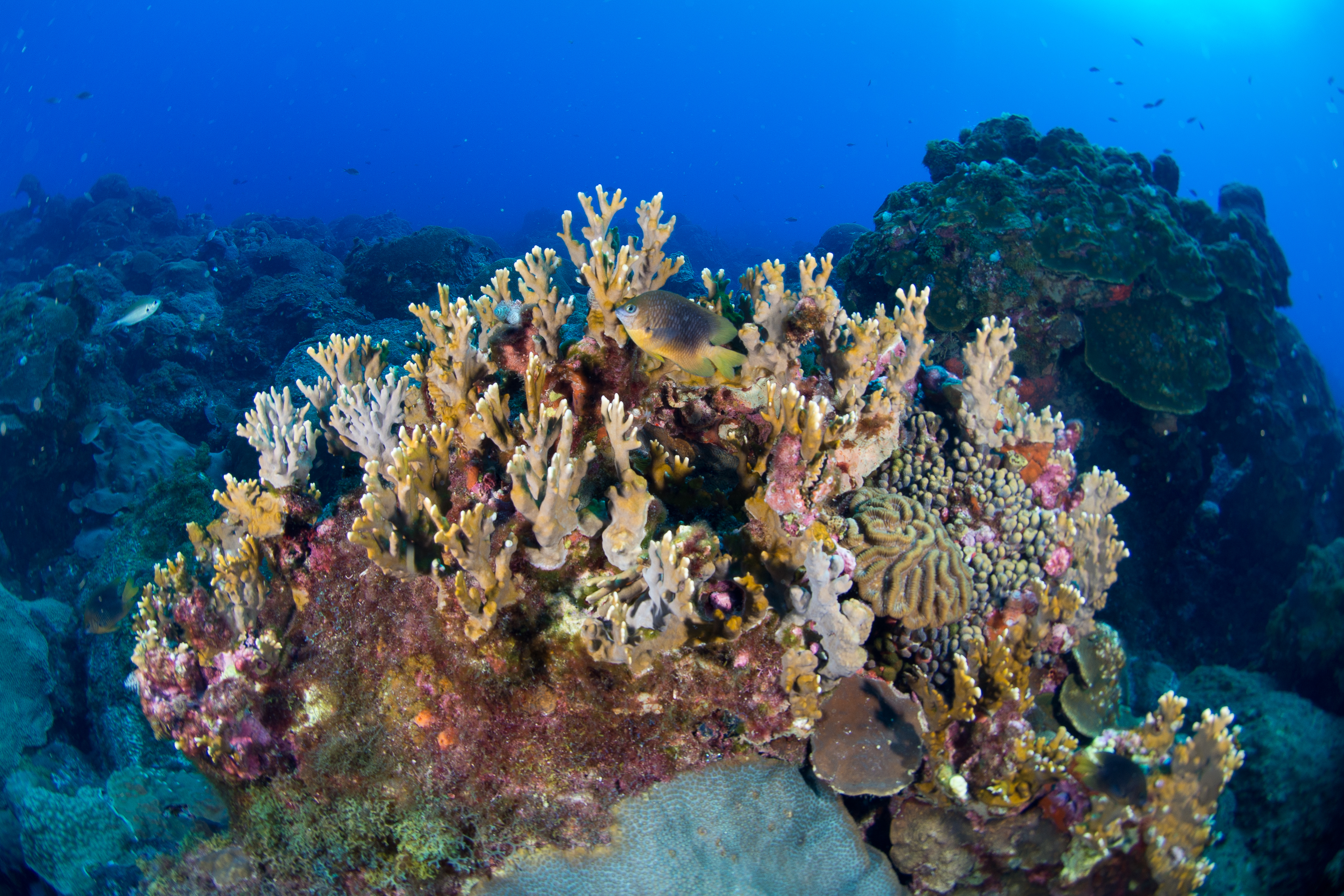 Ocean coral plant