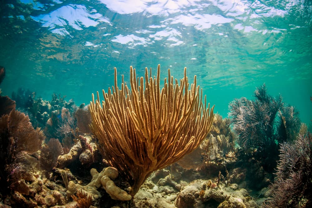 Ocean coral plant