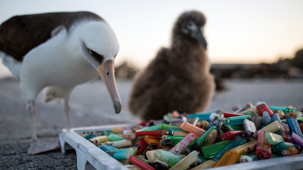 Laysan albatross next to a pile of plastic marine debris on the beach