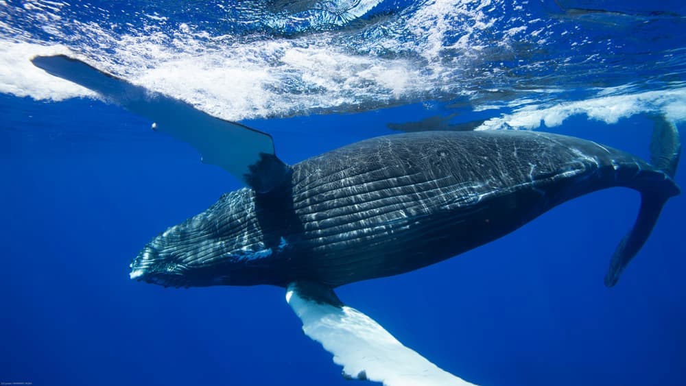 Whale under the ocean