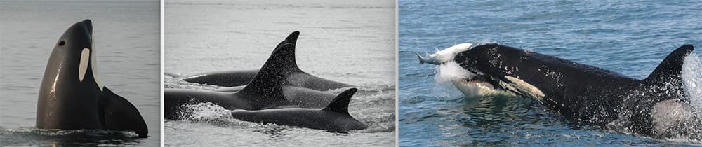 left: orca breaching, center: 3 orcas swimming together, right: orca eating a fish