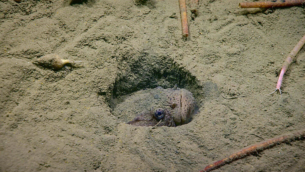A fish burrowed in the sand.