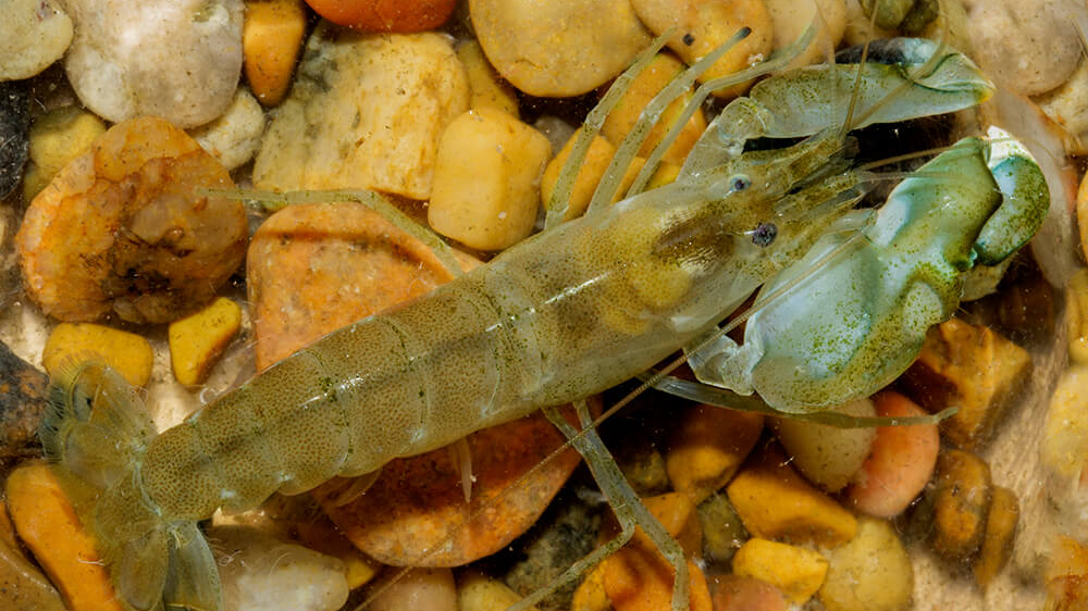 a tan colored shrimp with an enlarged right claw.