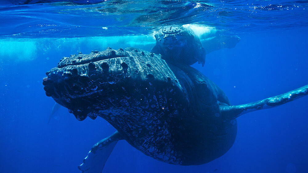 a humpback whale and its calf