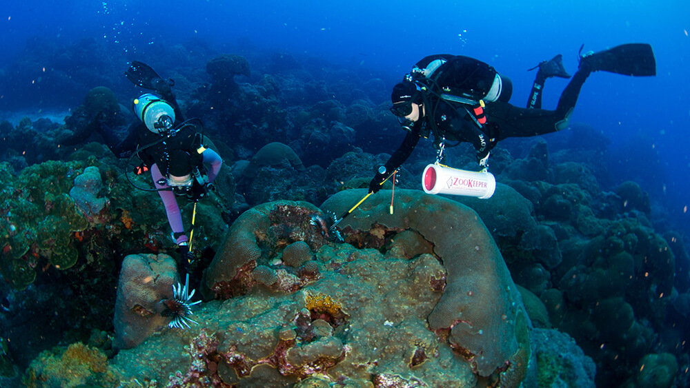 Two divers poised to spear two lionfish with small pole spears on the coral reef at Flower Garden Banks.
