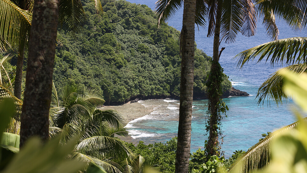 View from a lush mountain looking through coconut trees down at a bay with waves rolling in from the deep blue to the shallow reef