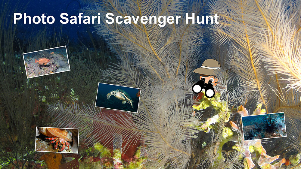 Photo Safari Scavenger Hunt heading above a little safari person with binoculars peeking out from between corals to see photos of sea creatures.