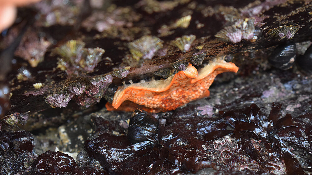 Orange sea star hanging from the underside of a rock with tubefeet visible and surrounded by barnacles, snails, and algae.