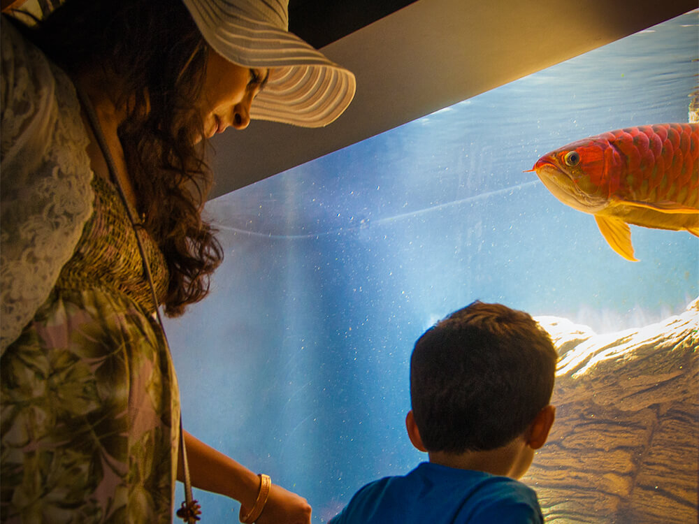Child looks at an orange fish in an aquarium tank while mother watches.