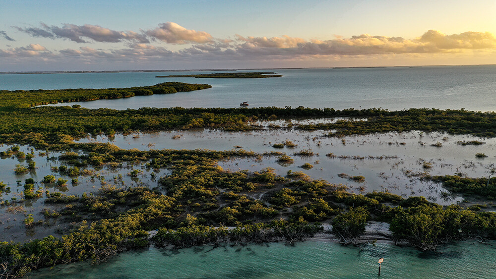 aerial image of a mangrove fringed shoreline