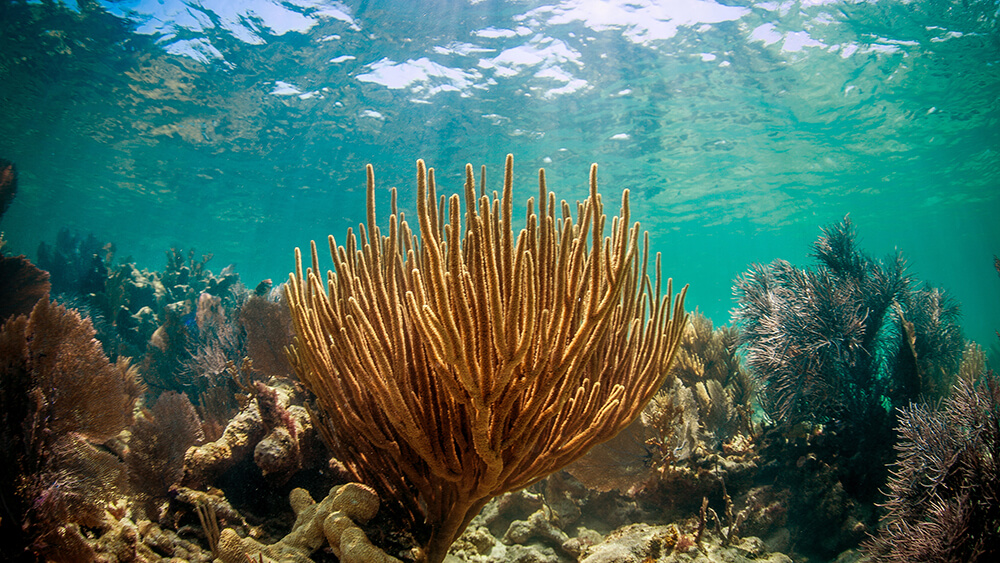 soft corals and zooanthids on a shallow reef in clear water