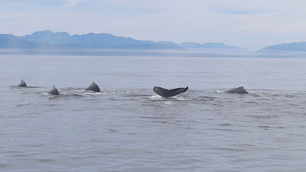parts of several whales rise out of the water