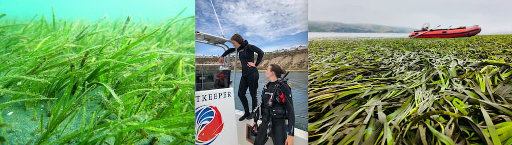 left to right: seagrass, aurora ricart and melissa ward and seagrass
