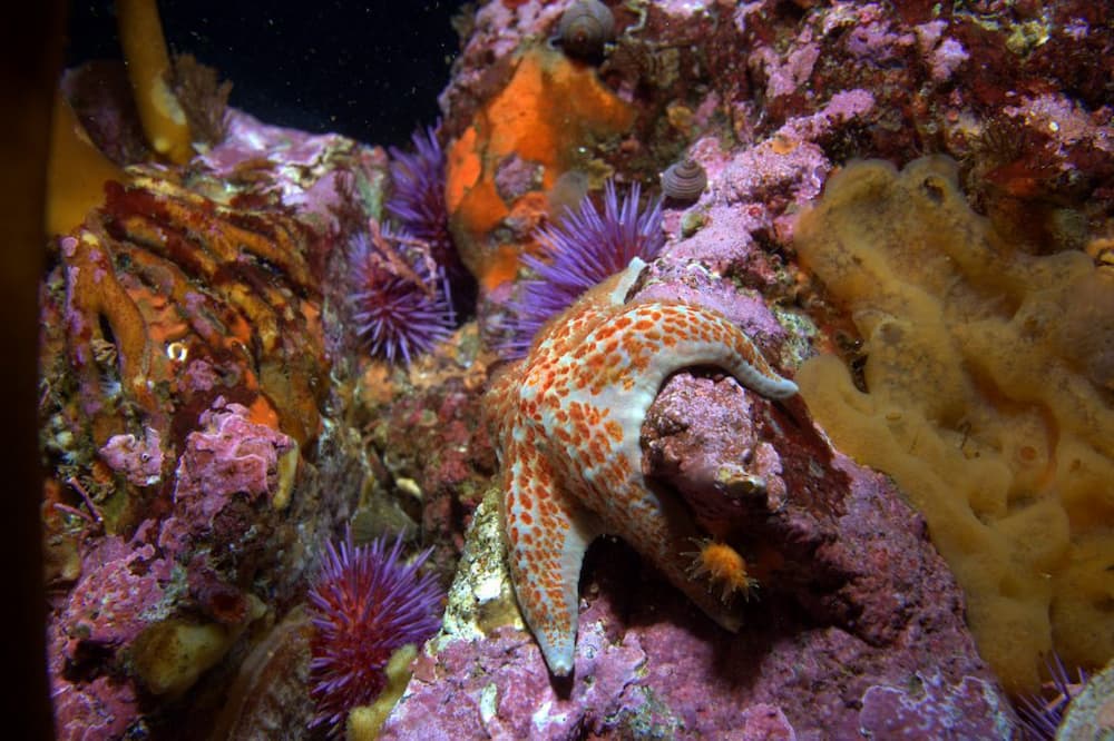 Starfish attached to a coral