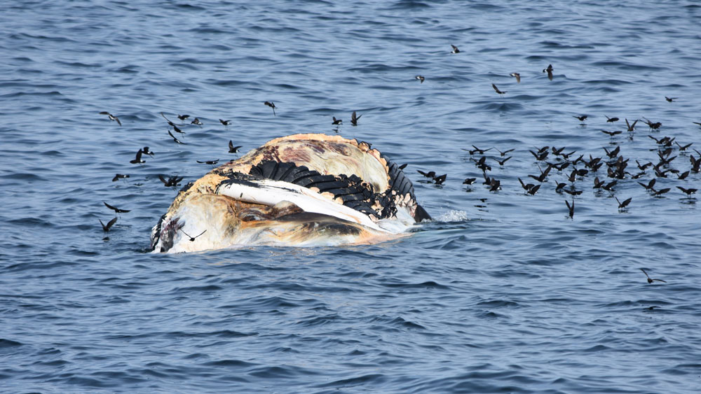 A whale carcass at the surface with birds surrounding it and a white shark taking a bite