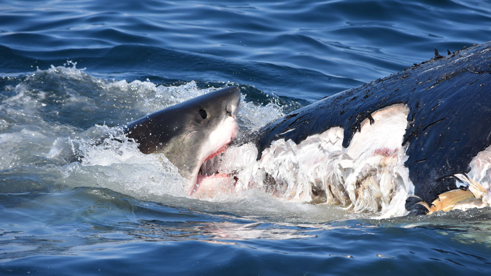 white shark biting at a whale carcass