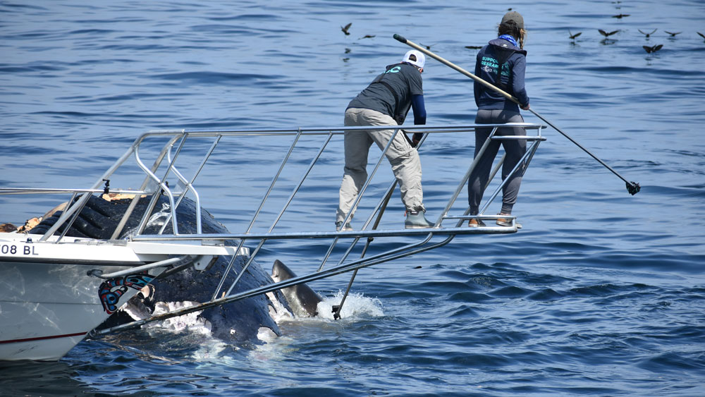A group of researchers on a boat over a white shark and whale carcass.