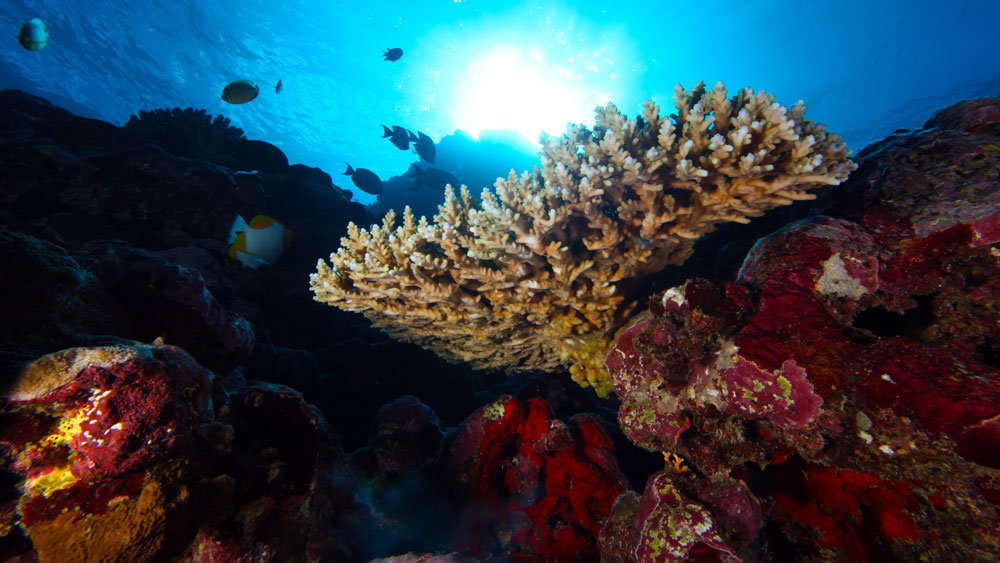 A vibrant coral reef with sun shining through the surface
