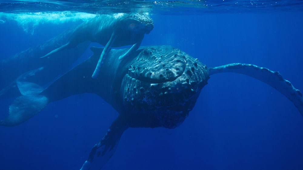 humpback whale and calf below the surface.