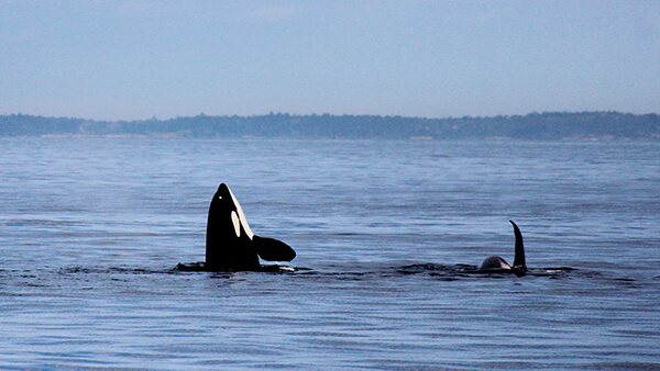 the top half of a killer whale rises out of the water