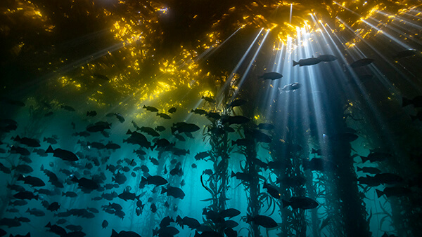 fish swim in a kelp forest