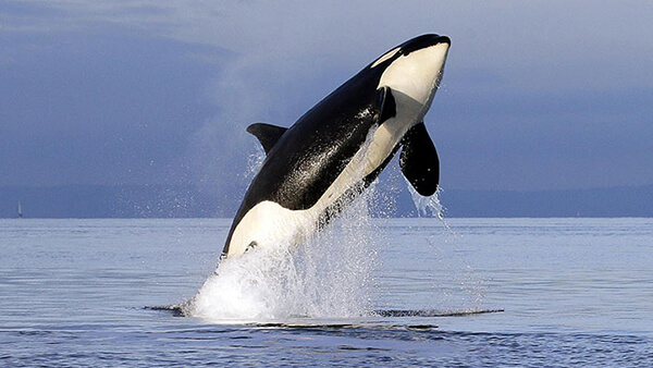 a breaching killer whale