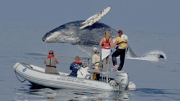 a humppback whale leaps out of the water while people watch from a small raft