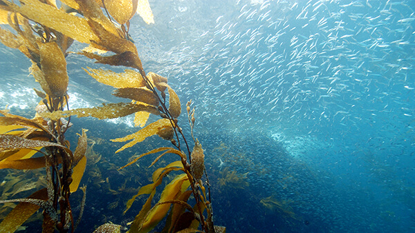 kelp bent by a current with many fishs wimming nearby