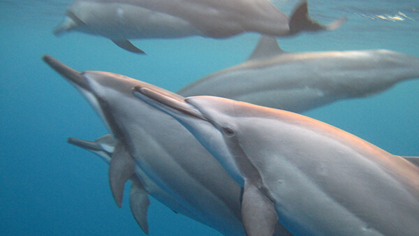 a group of dolphins swim under water