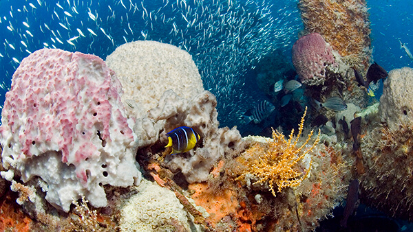 fish swim in a colorful reef