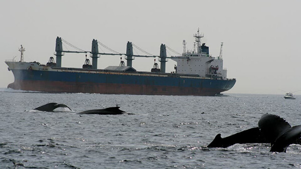 whales swim near a large ship