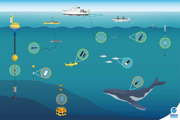 a graphic showing various animals and man made tecgnology making noise in the ocean