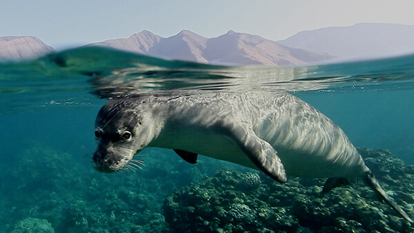 a seal just below the surface of the water