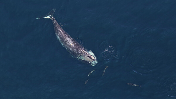an aerial view of a whale