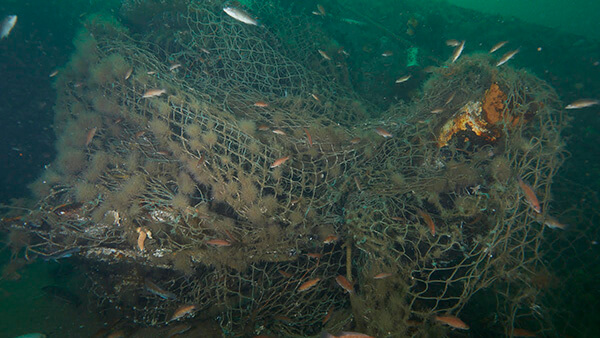 A large fishing net underwater with algae growing on it, fish swimming around it, and sea stars crawling through it