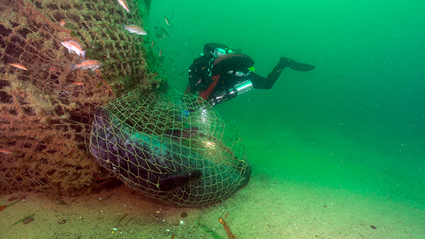 a large fishing net underwater with a seal trapped in it