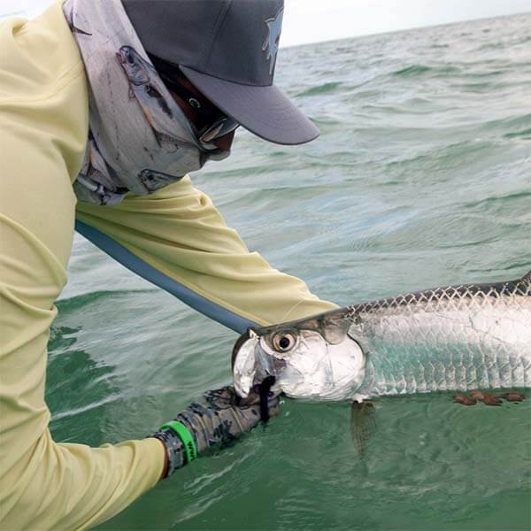 Fisher releasing a tarpon in the waterr