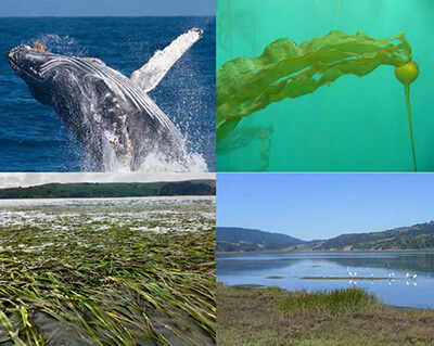 top ledt a breaching whale; top right: kelp bending with the current; bottom left: bent over sea grass; Bottom right: a small body of water with hills in the background