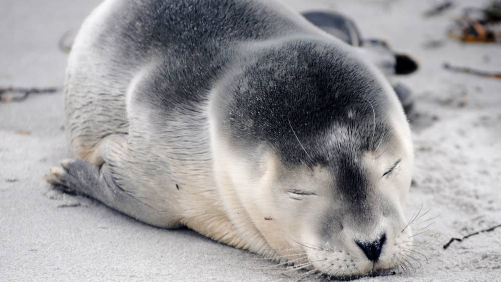 A small seal lays on the sand with its eyes closed.