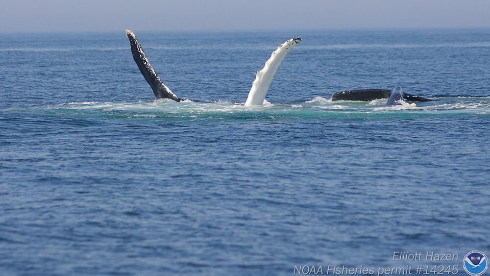 a black and white whale at the surface of the water with both flippers up in the air