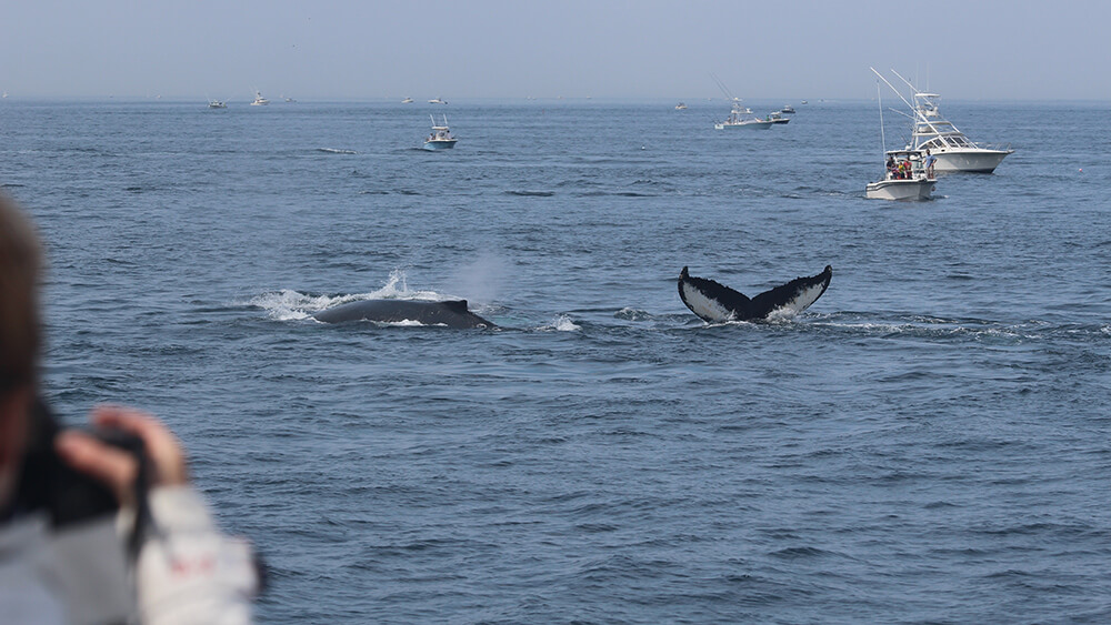 two whales at the water's surface with some recreational vessels in the background and a person in the foreground taking a picture with a camera