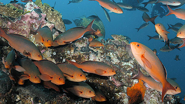 white and orange colored fish swim over a colorful reef