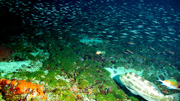a school of fish swims over a reef in very low light conditions