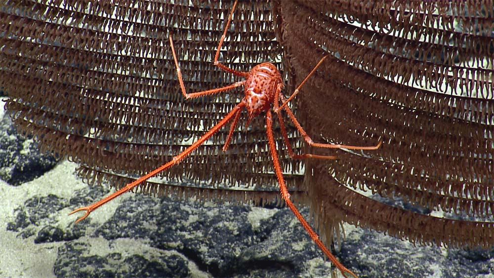 an orange lobster with long, thin legs near a collection device on the ocean floor