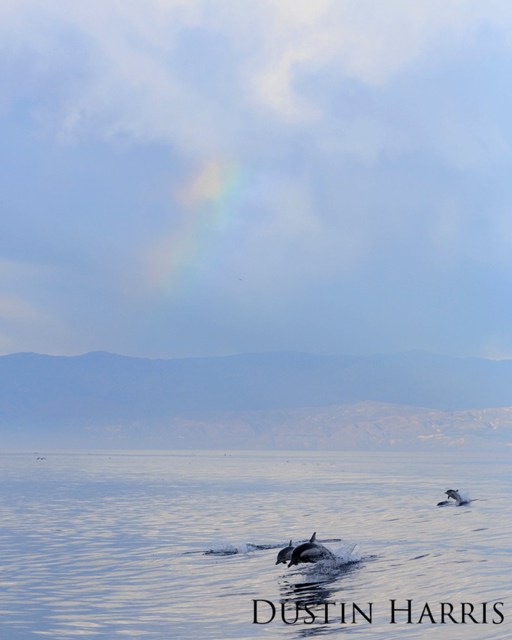 Common dolphins swimming under a rainbow.