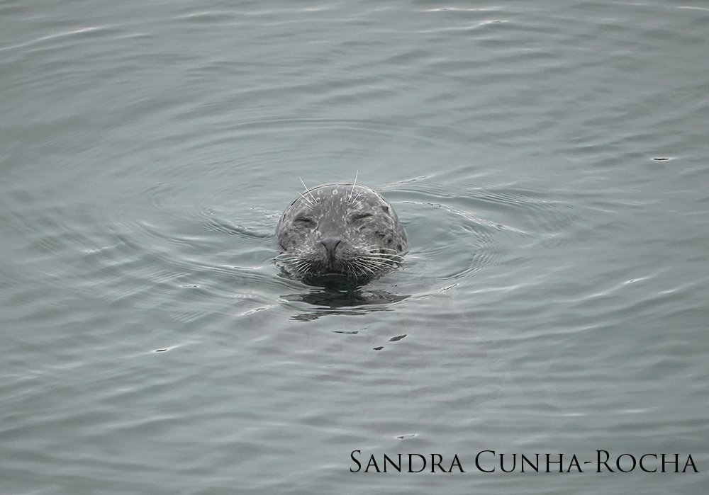Harbor seal with eyes closed and head above water.