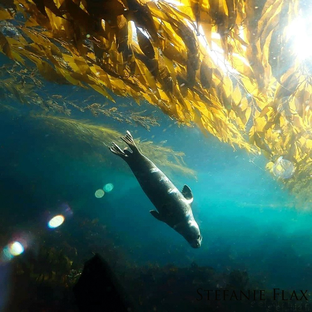 Harbor seal swimming beneath the kelp with sun rays shining through.
